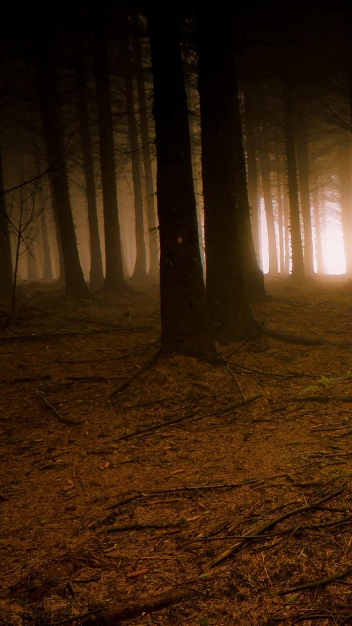 性质, 森林, 林地, 光, 云雾林 壁纸 720x1280 允许