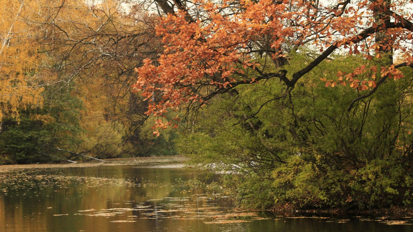 Pond, Water, Plant Community, Plant, Ecoregion. Wallpaper in 1366x768 Resolution