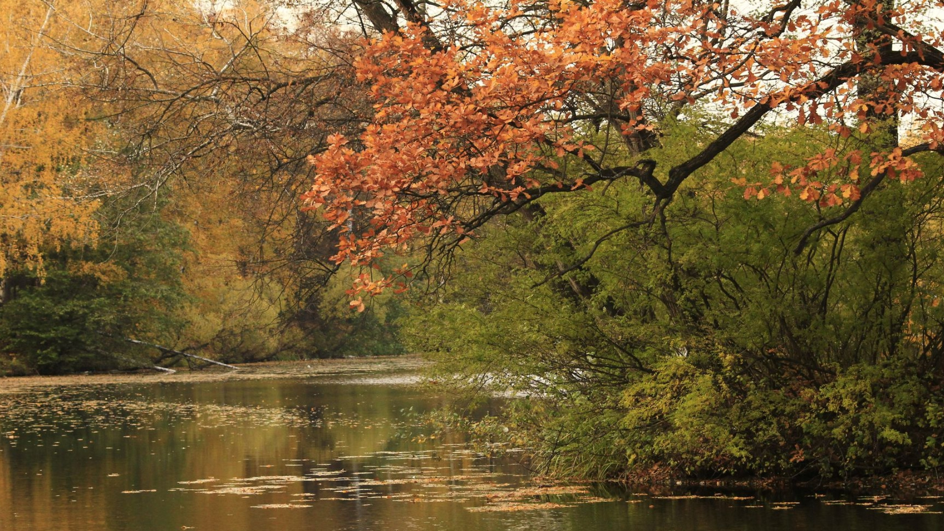 Pond, Water, Plant Community, Plant, Ecoregion. Wallpaper in 1920x1080 Resolution
