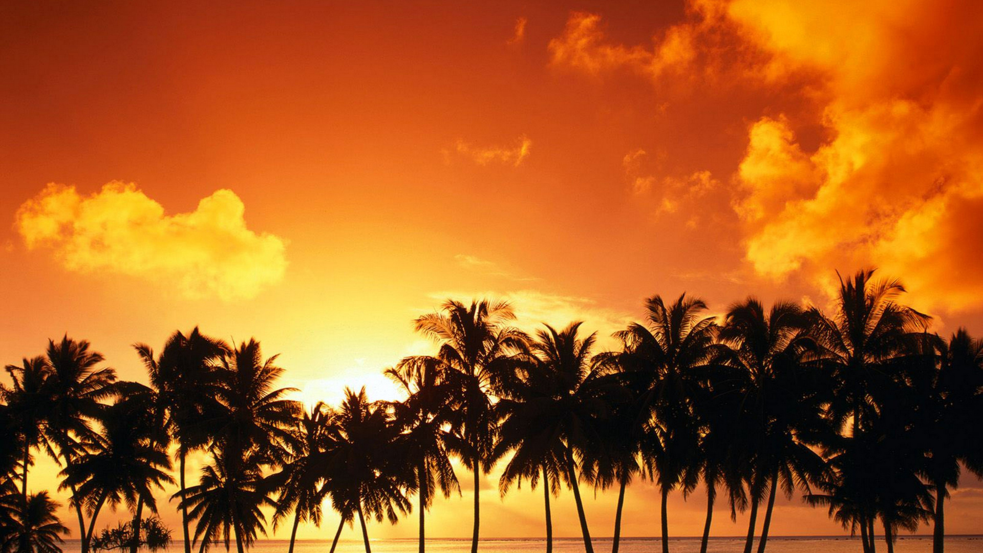 Palm Trees Under Cloudy Sky During Sunset. Wallpaper in 1920x1080 Resolution