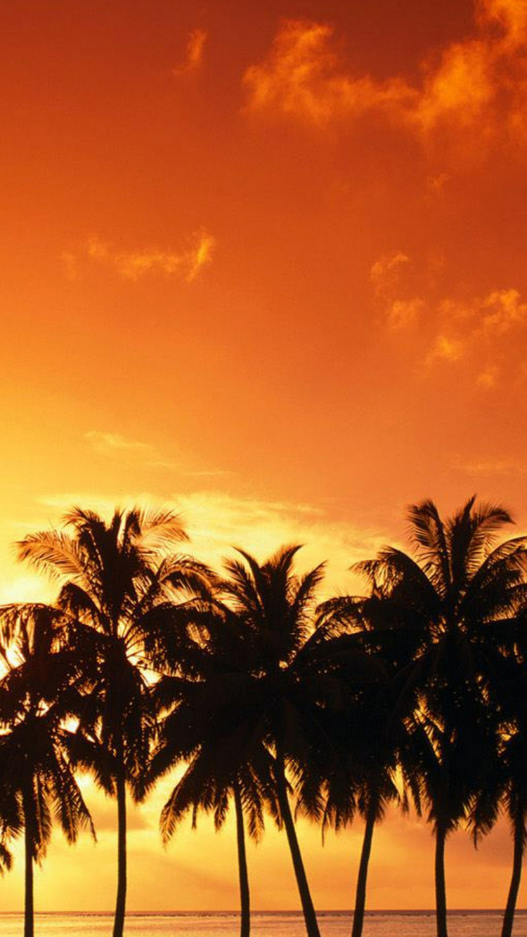 Palm Trees Under Cloudy Sky During Sunset. Wallpaper in 750x1334 Resolution