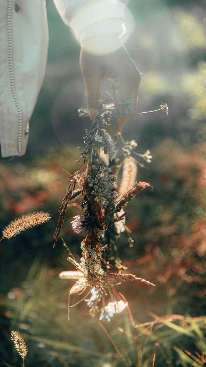 关闭了, 背光, 树枝, 植物干, 阳光 壁纸 720x1280 允许
