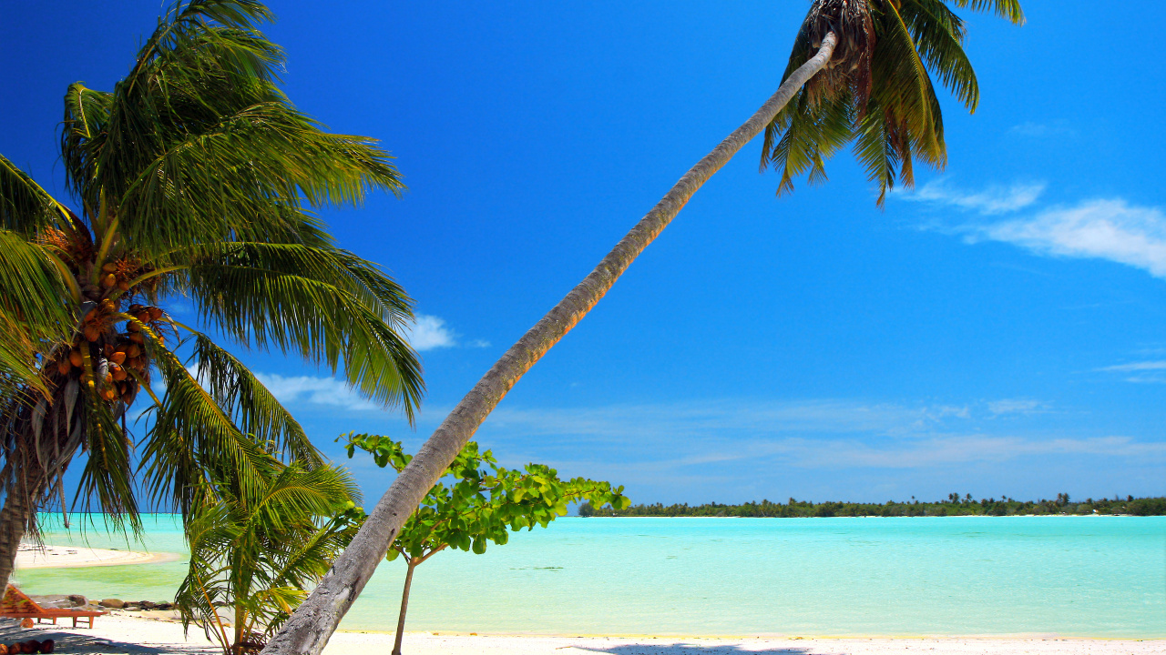 Palm Tree Near Body of Water During Daytime. Wallpaper in 1280x720 Resolution