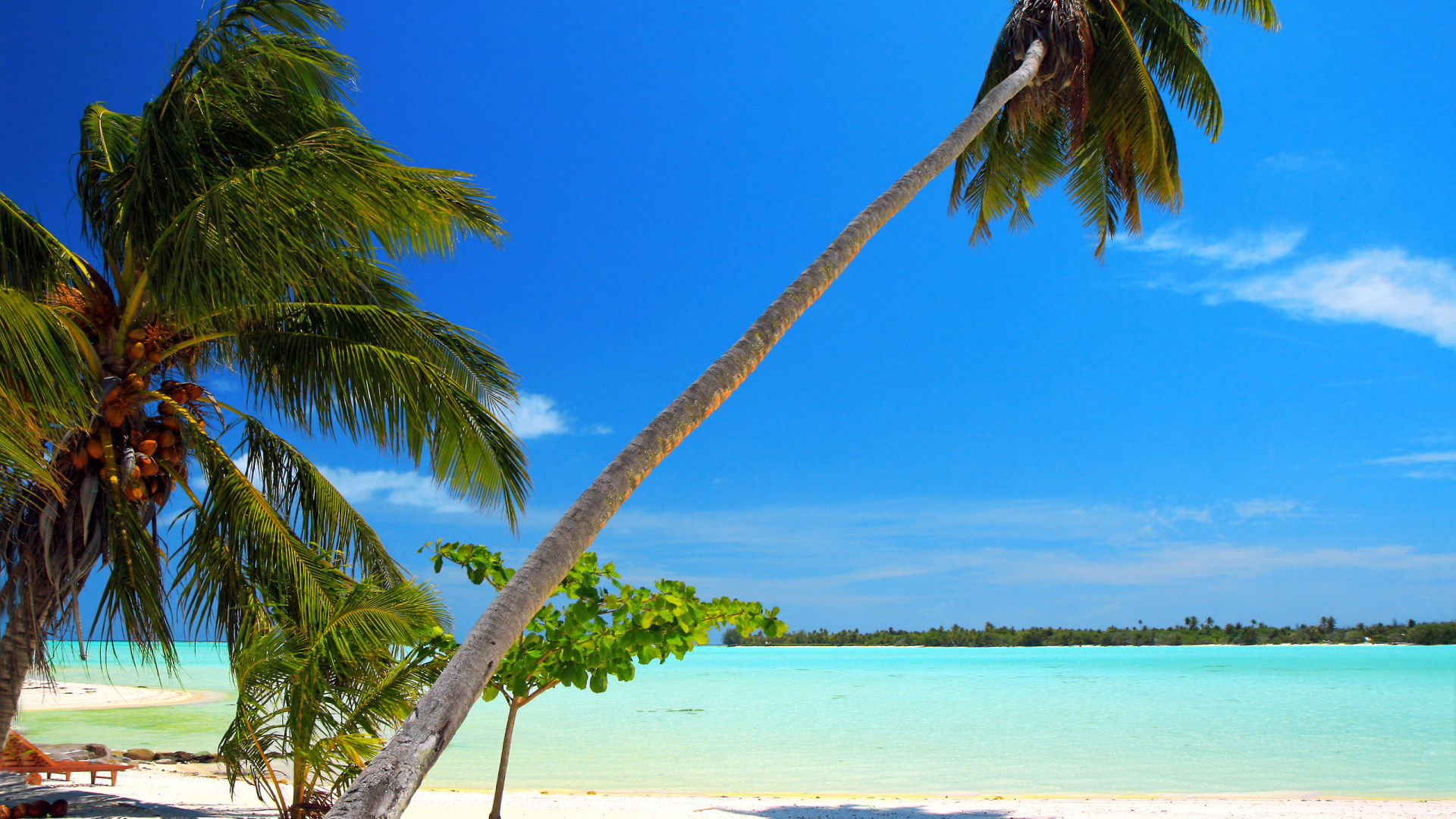 Palm Tree Near Body of Water During Daytime. Wallpaper in 1920x1080 Resolution