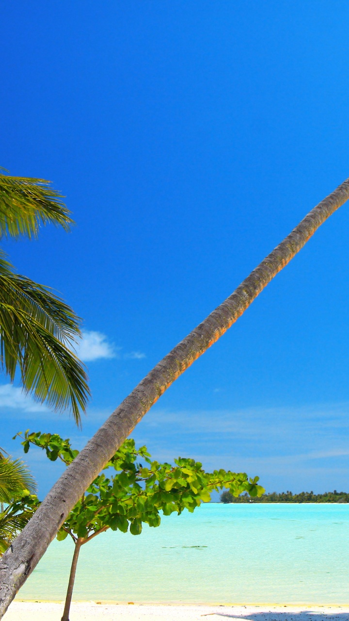 Palm Tree Near Body of Water During Daytime. Wallpaper in 720x1280 Resolution