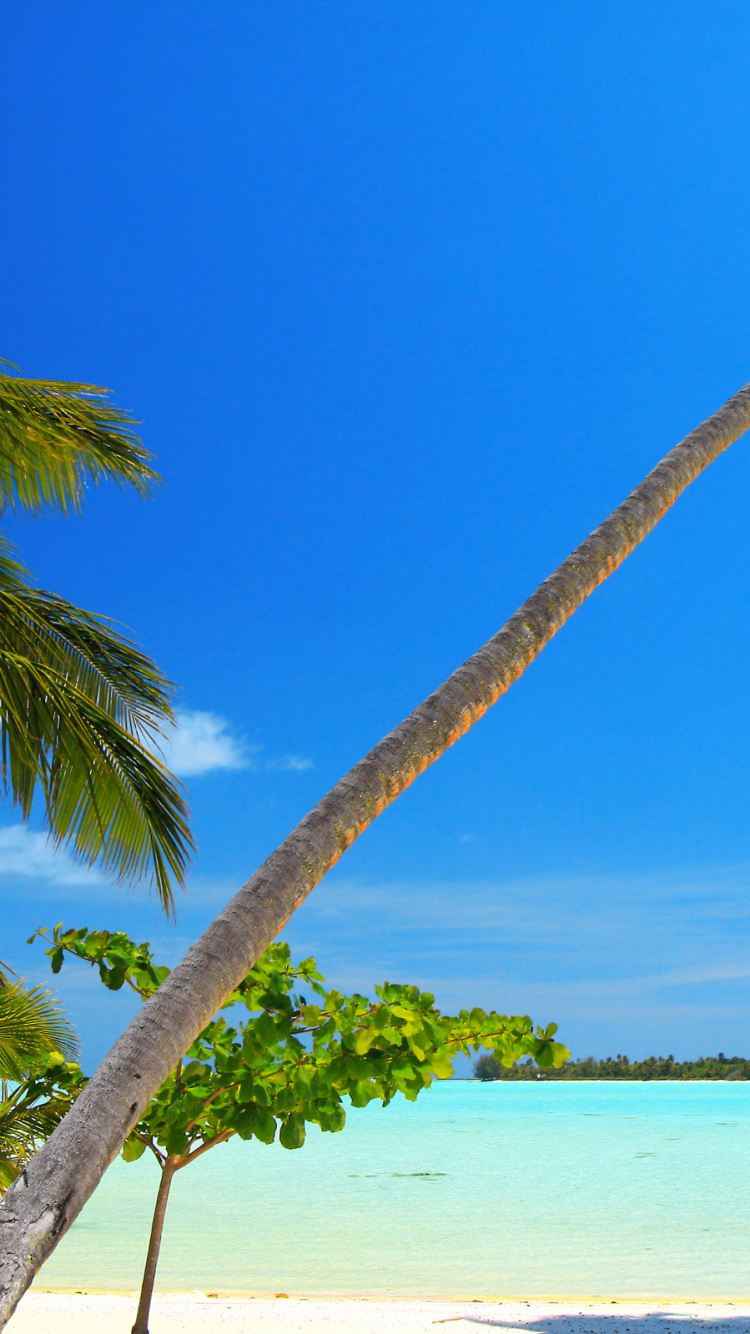 Palmera Cerca Del Cuerpo de Agua Durante el Día.. Wallpaper in 750x1334 Resolution