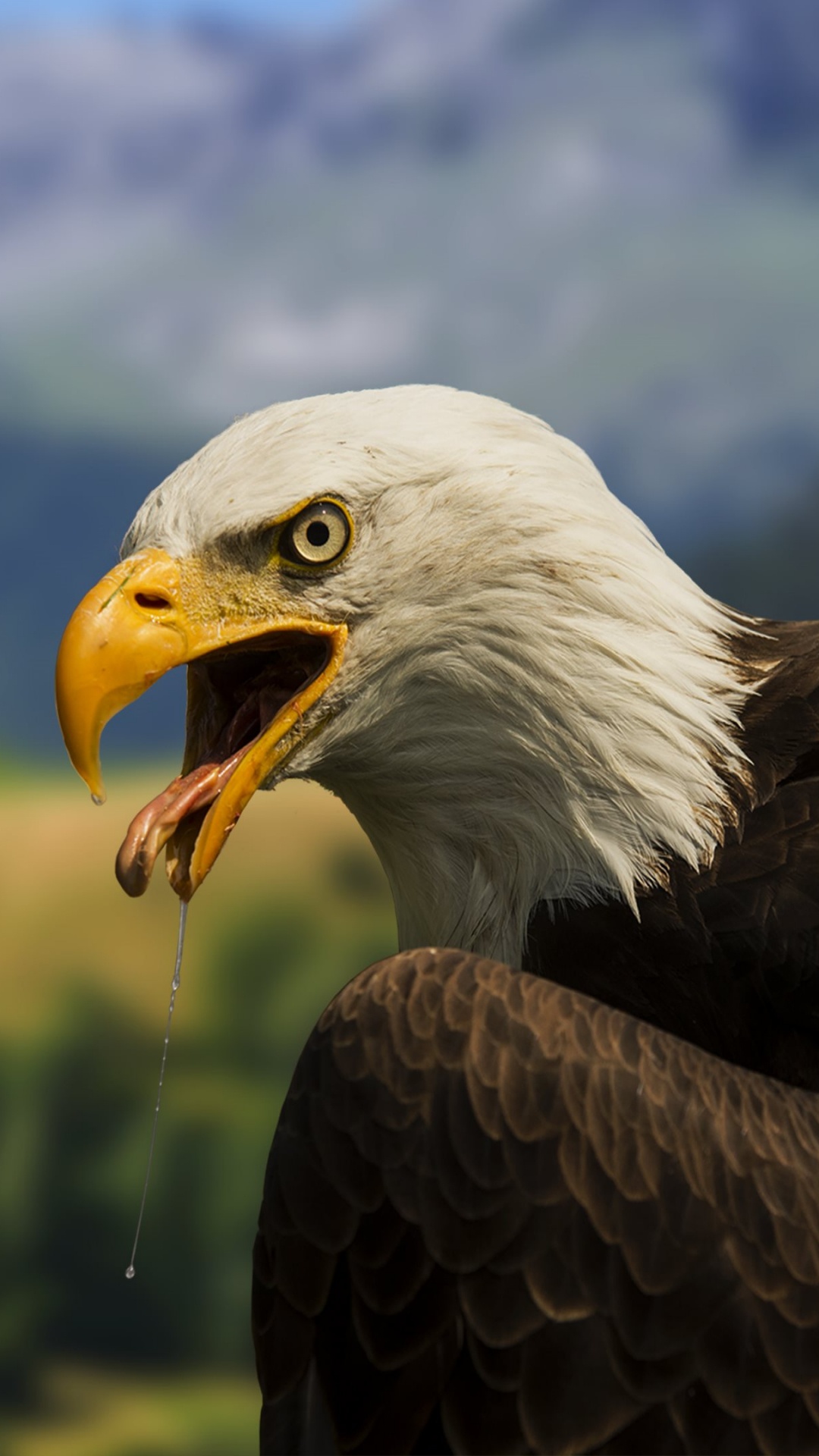 Bald Eagle in Tilt Shift Lens. Wallpaper in 1080x1920 Resolution