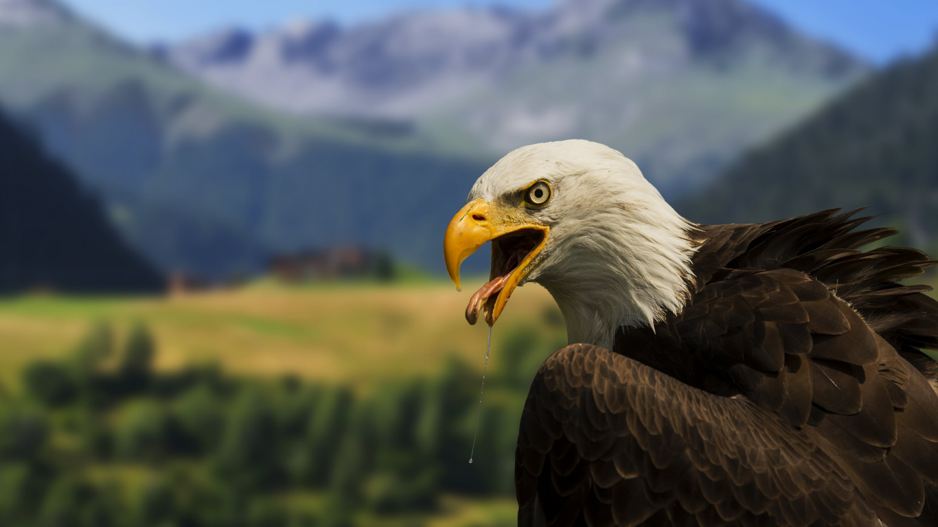 Bald Eagle in Tilt Shift Lens. Wallpaper in 1366x768 Resolution