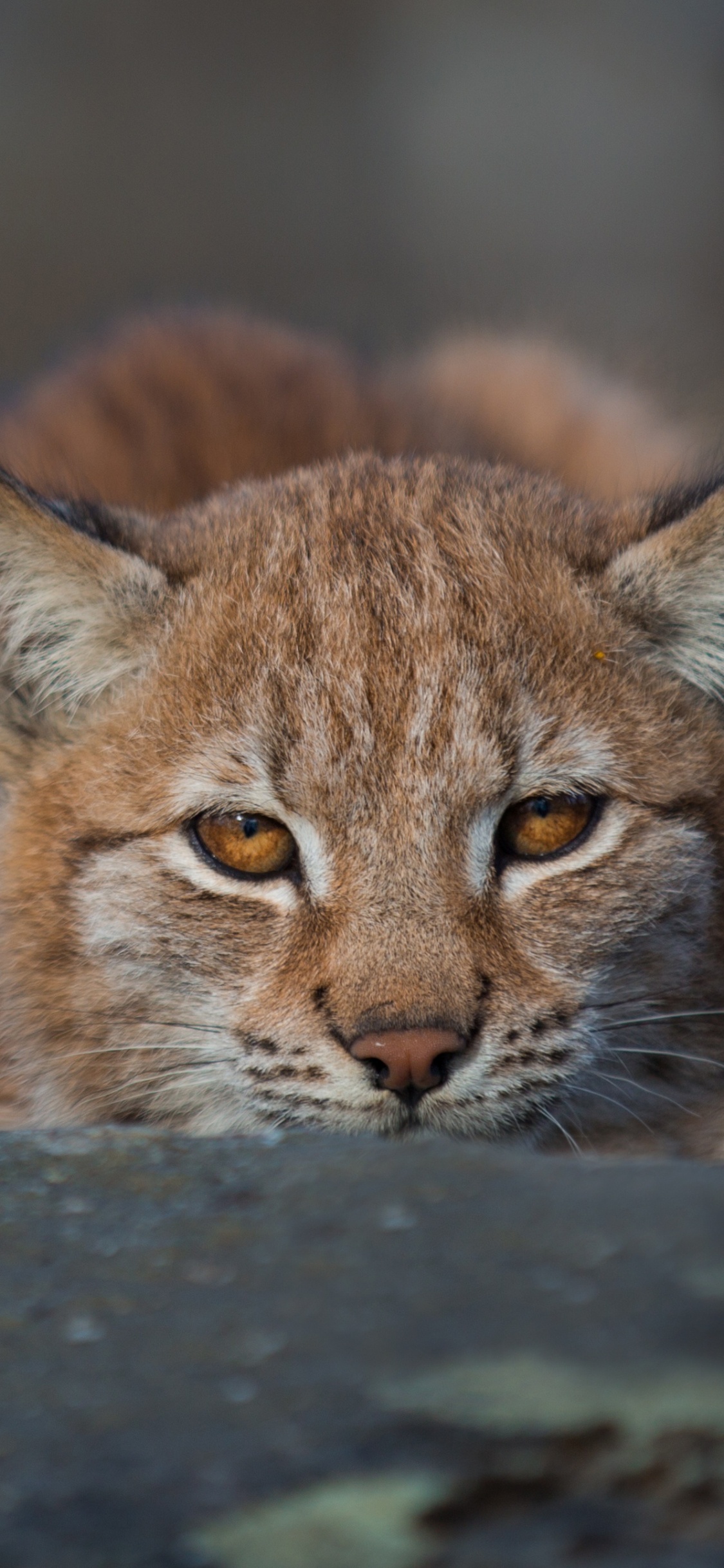Fauna, Wildcat, Bobcat, Puma, Gato. Wallpaper in 1125x2436 Resolution