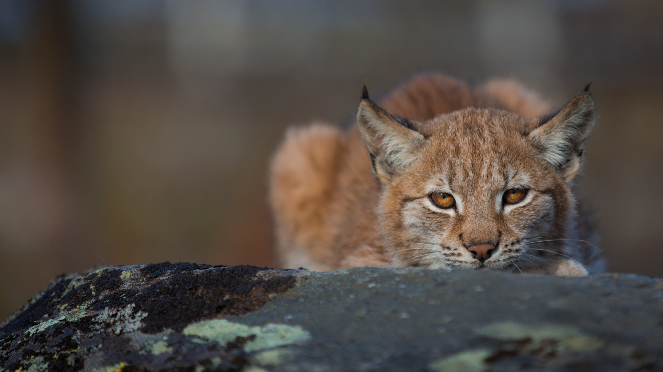 Fauna, Wildcat, Bobcat, Puma, Gato. Wallpaper in 1366x768 Resolution