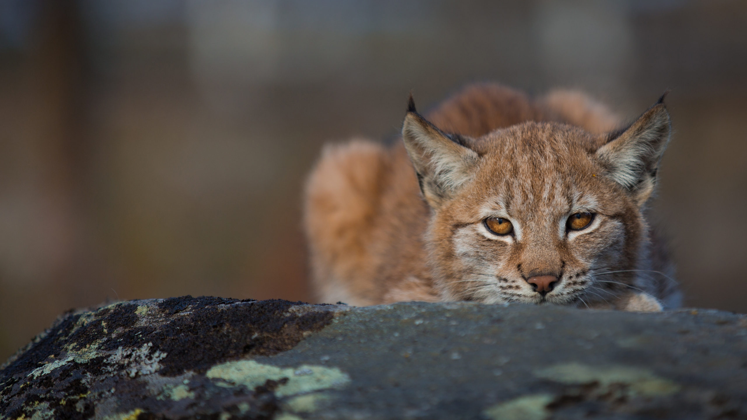 Fauna, Wildcat, Bobcat, Puma, Gato. Wallpaper in 2560x1440 Resolution