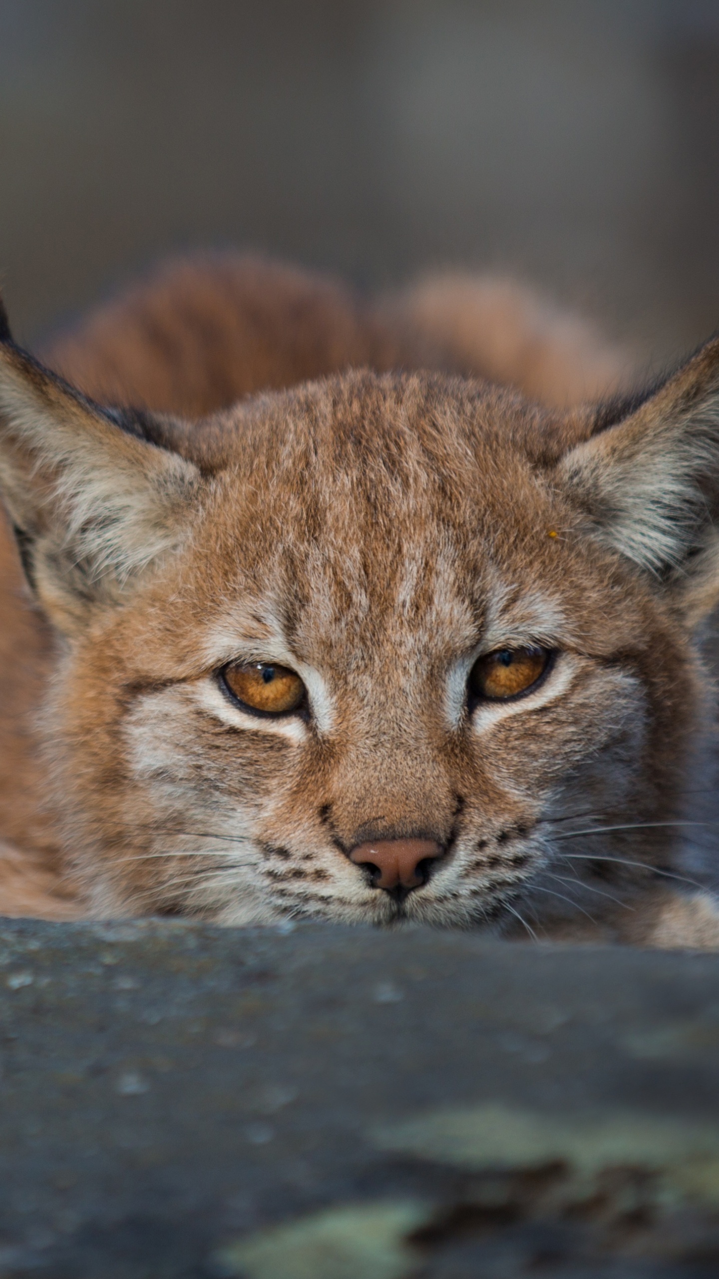 Wildlife, Wildcat, Bobcat, Cougar, Cat. Wallpaper in 1440x2560 Resolution