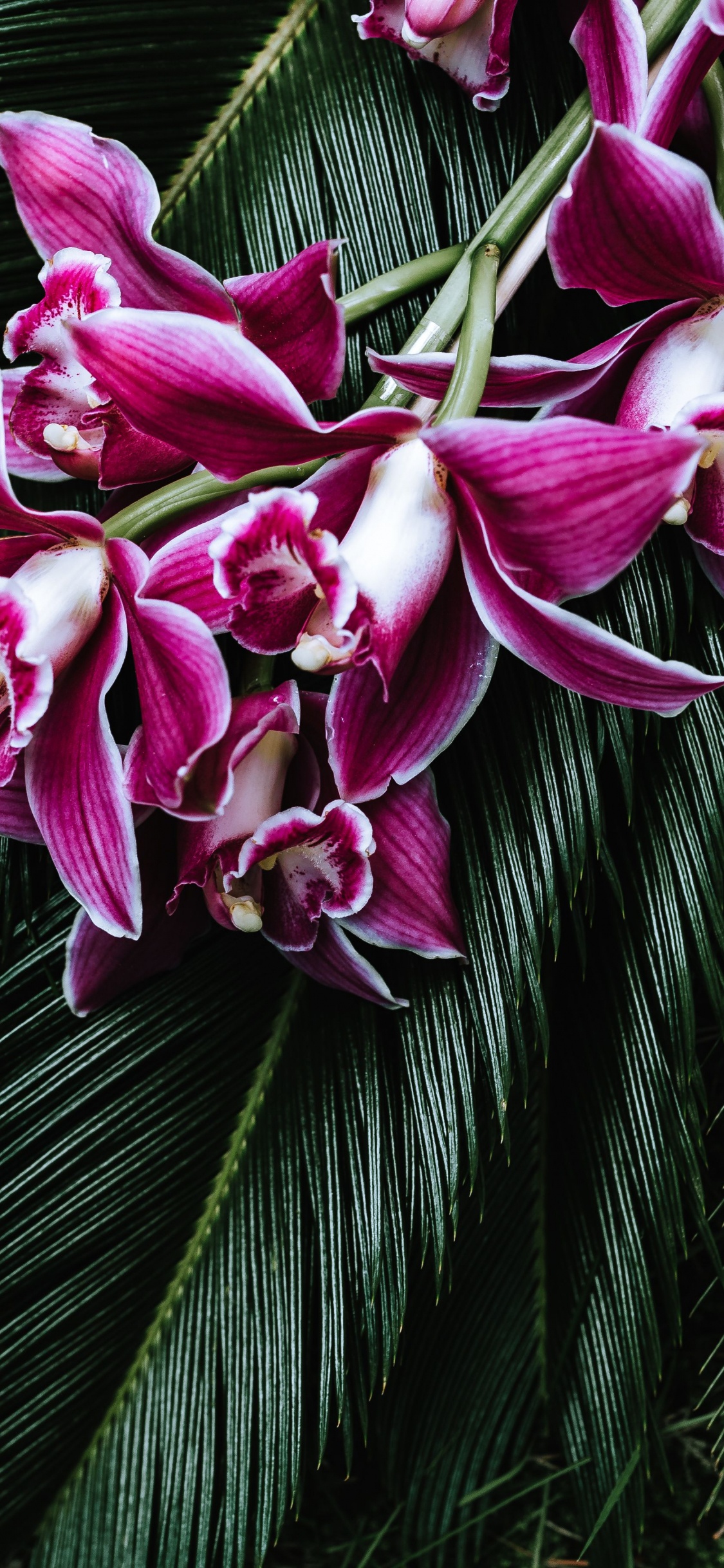 Purple Flowers on Green Leaves. Wallpaper in 1125x2436 Resolution