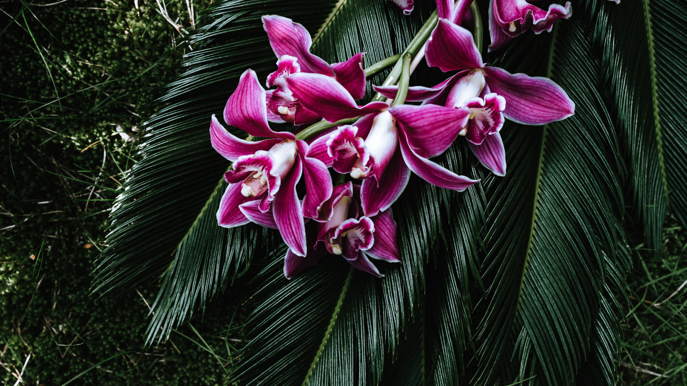 Purple Flowers on Green Leaves. Wallpaper in 1366x768 Resolution