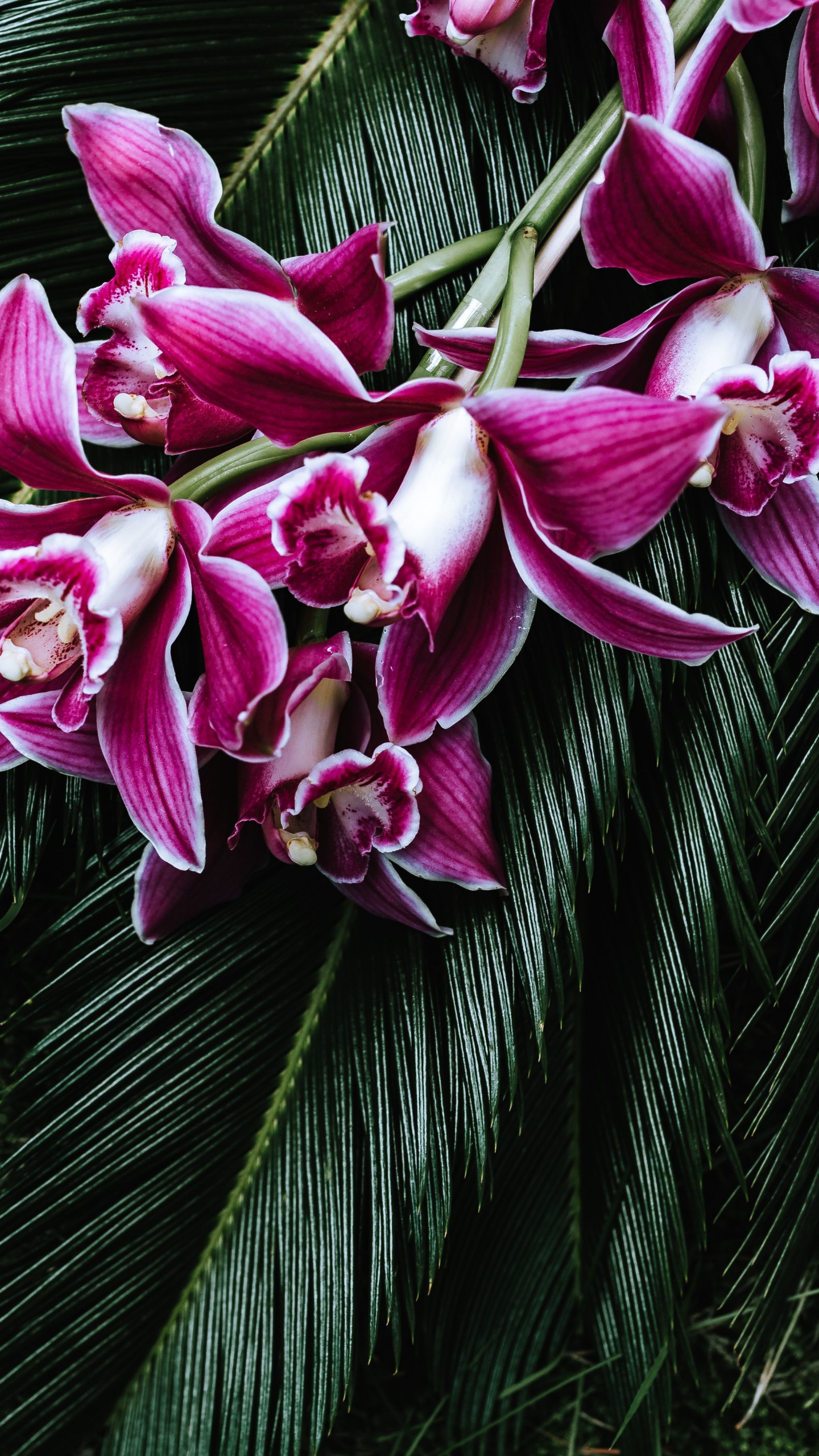 Purple Flowers on Green Leaves. Wallpaper in 1440x2560 Resolution