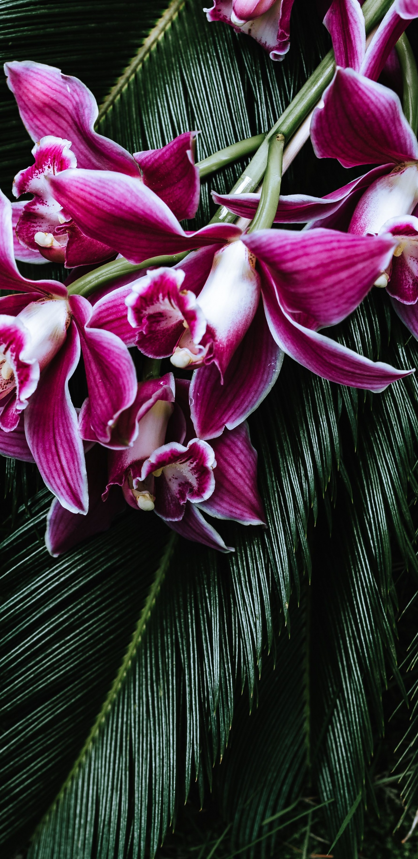 Purple Flowers on Green Leaves. Wallpaper in 1440x2960 Resolution