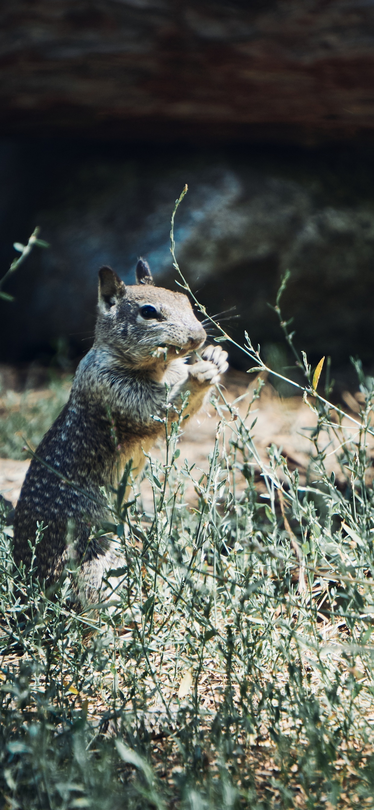 Brown Squirrel on Brown Grass During Daytime. Wallpaper in 1242x2688 Resolution