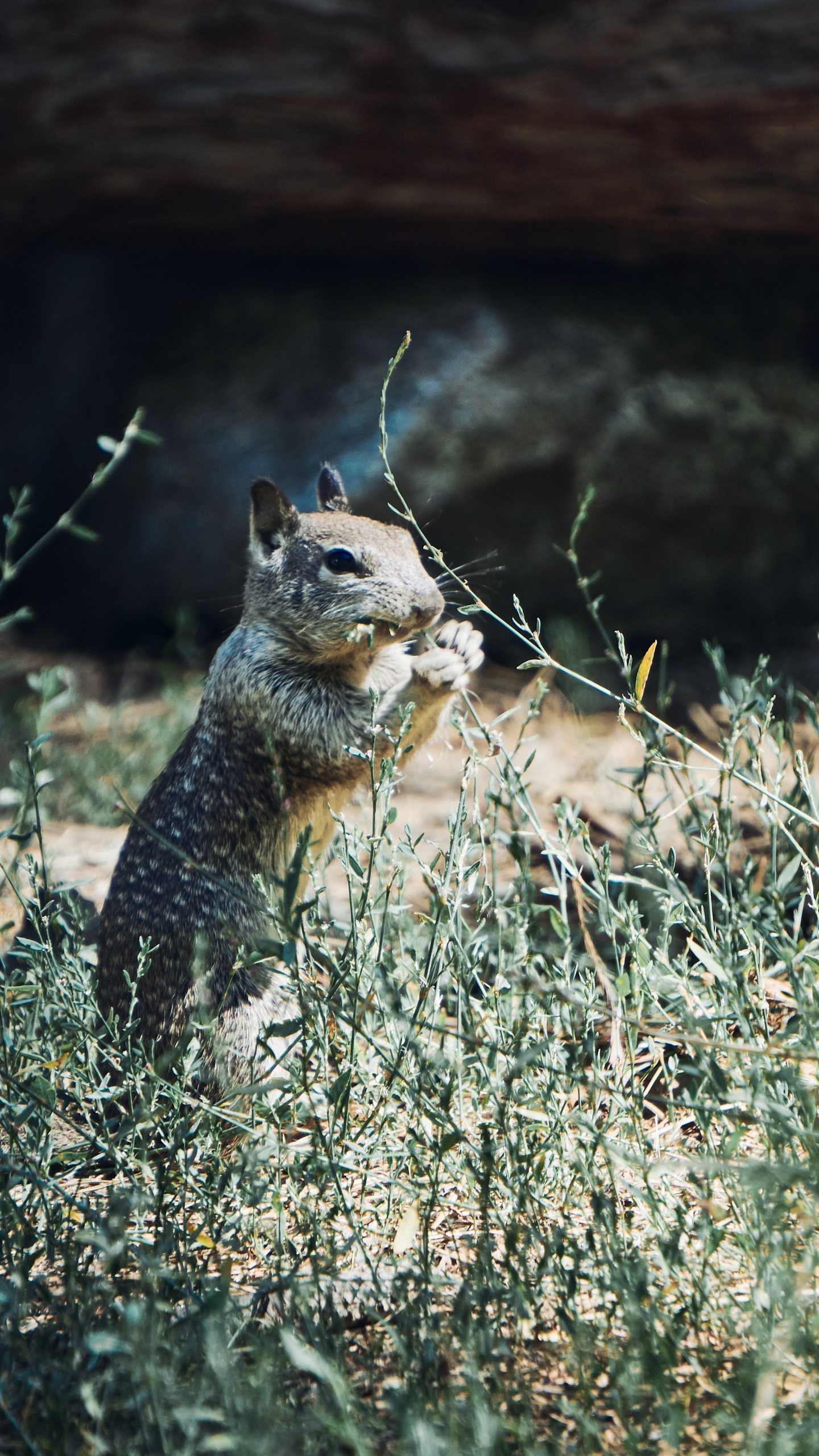 Brown Squirrel on Brown Grass During Daytime. Wallpaper in 1440x2560 Resolution