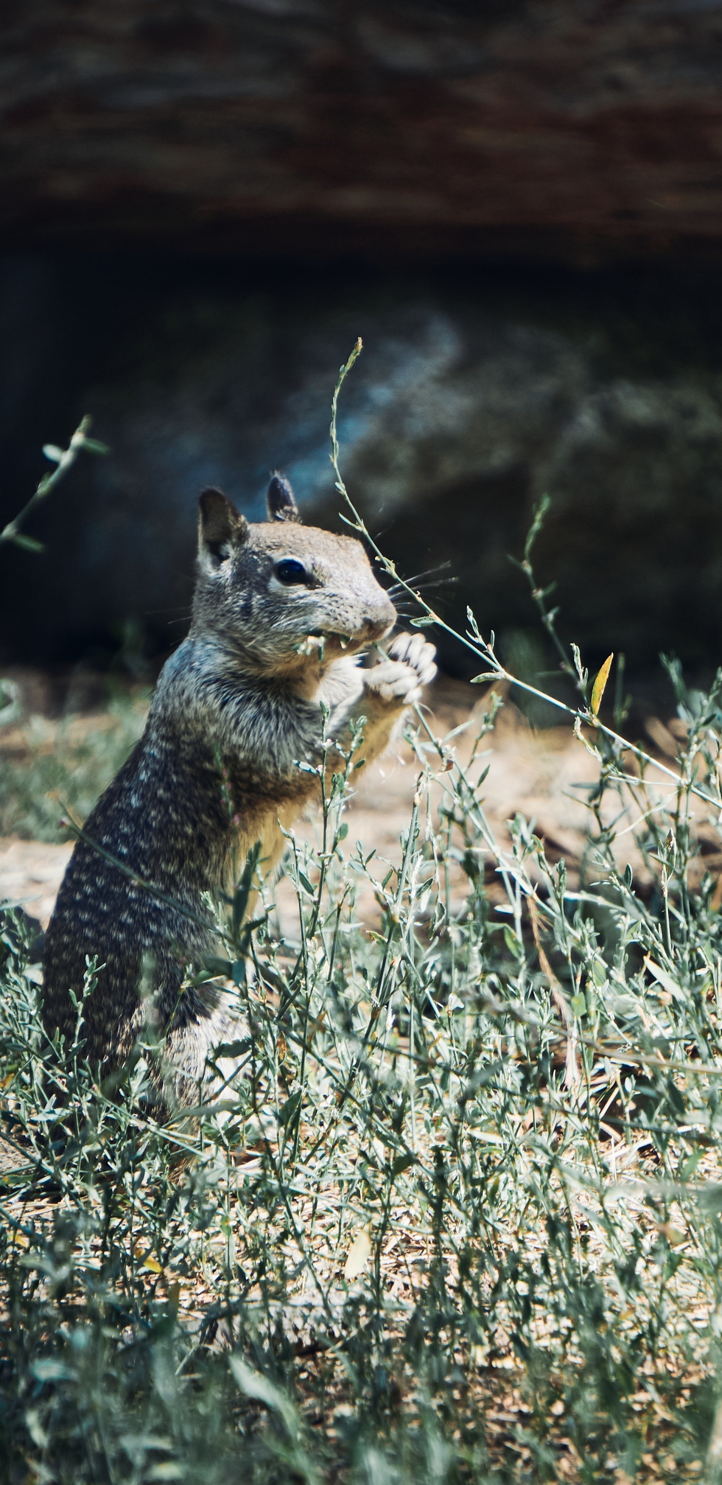 Brown Squirrel on Brown Grass During Daytime. Wallpaper in 1440x2960 Resolution