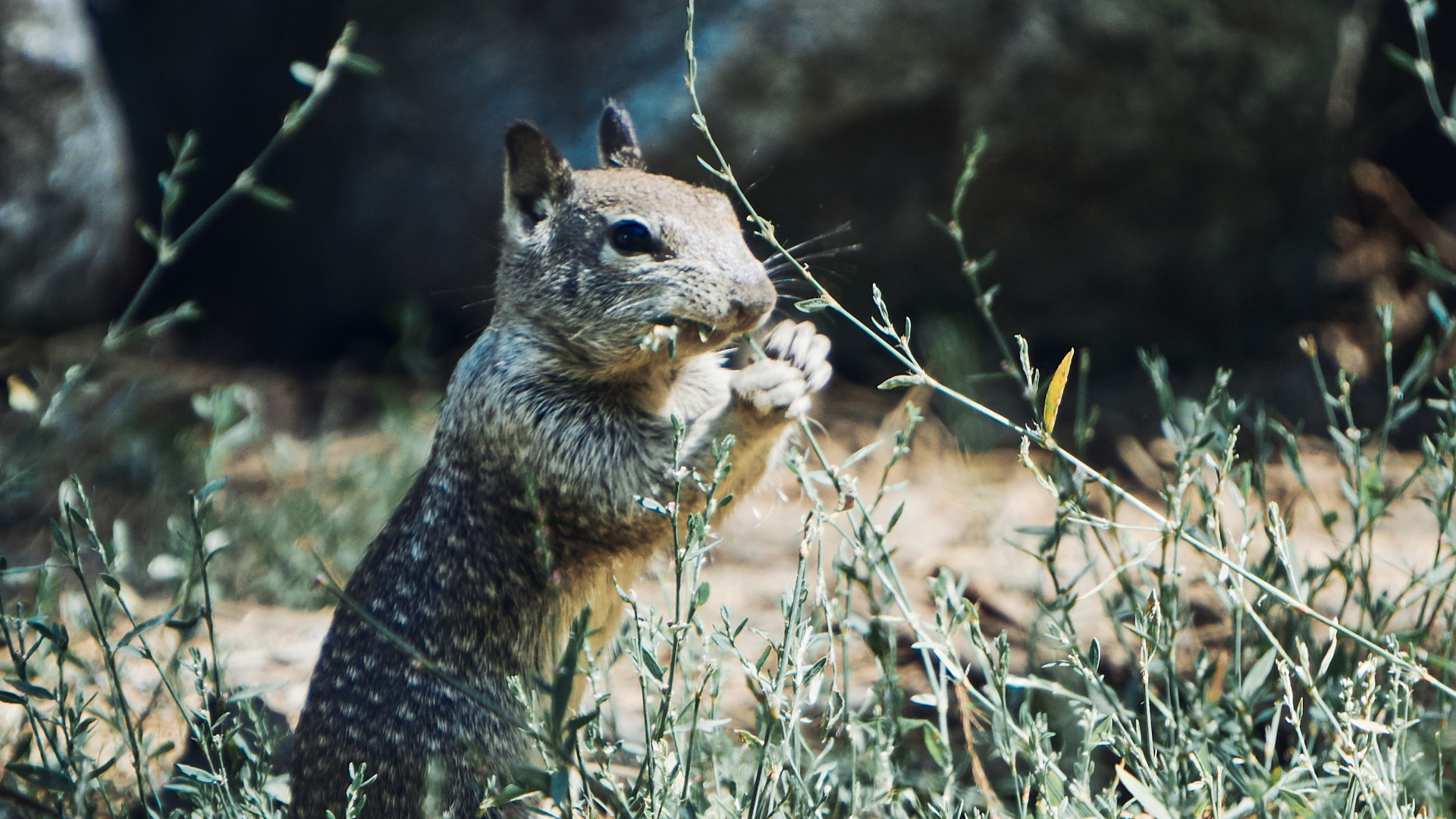Brown Squirrel on Brown Grass During Daytime. Wallpaper in 1920x1080 Resolution