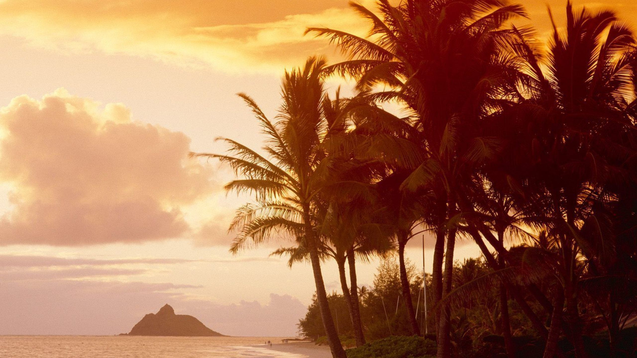 Silhouette of Palm Trees Near Body of Water During Daytime. Wallpaper in 1280x720 Resolution