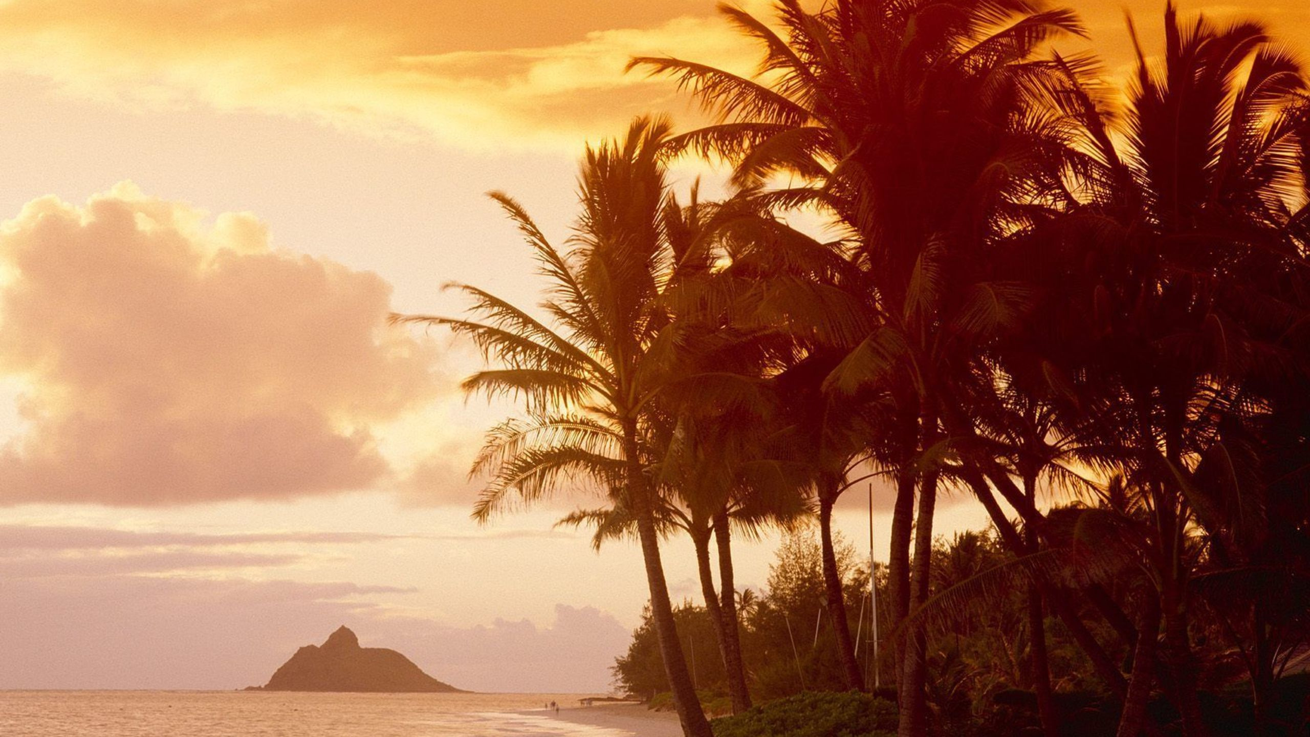 Silhouette of Palm Trees Near Body of Water During Daytime. Wallpaper in 2560x1440 Resolution