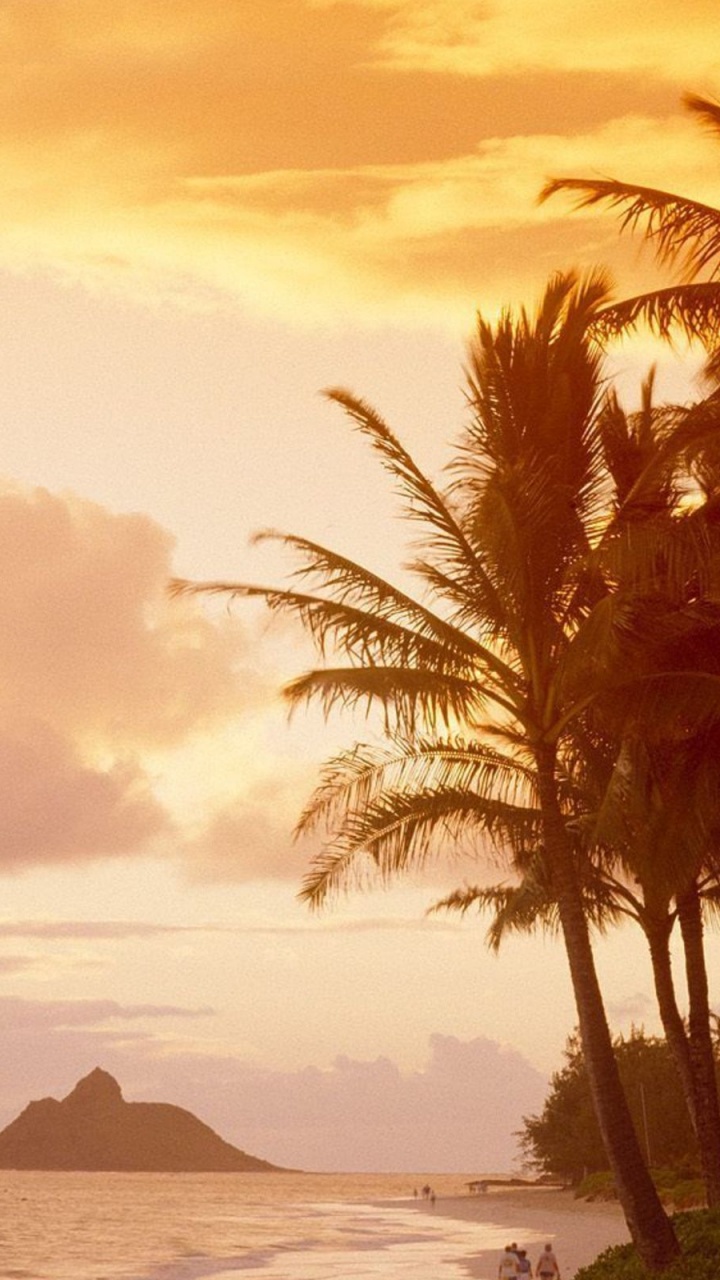 Silhouette of Palm Trees Near Body of Water During Daytime. Wallpaper in 720x1280 Resolution