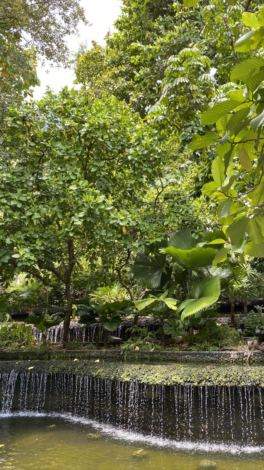 Agua, el Bosque de Ribera, la Vegetación, Los Recursos de Agua, la Característica Del Agua. Wallpaper in 1080x1920 Resolution