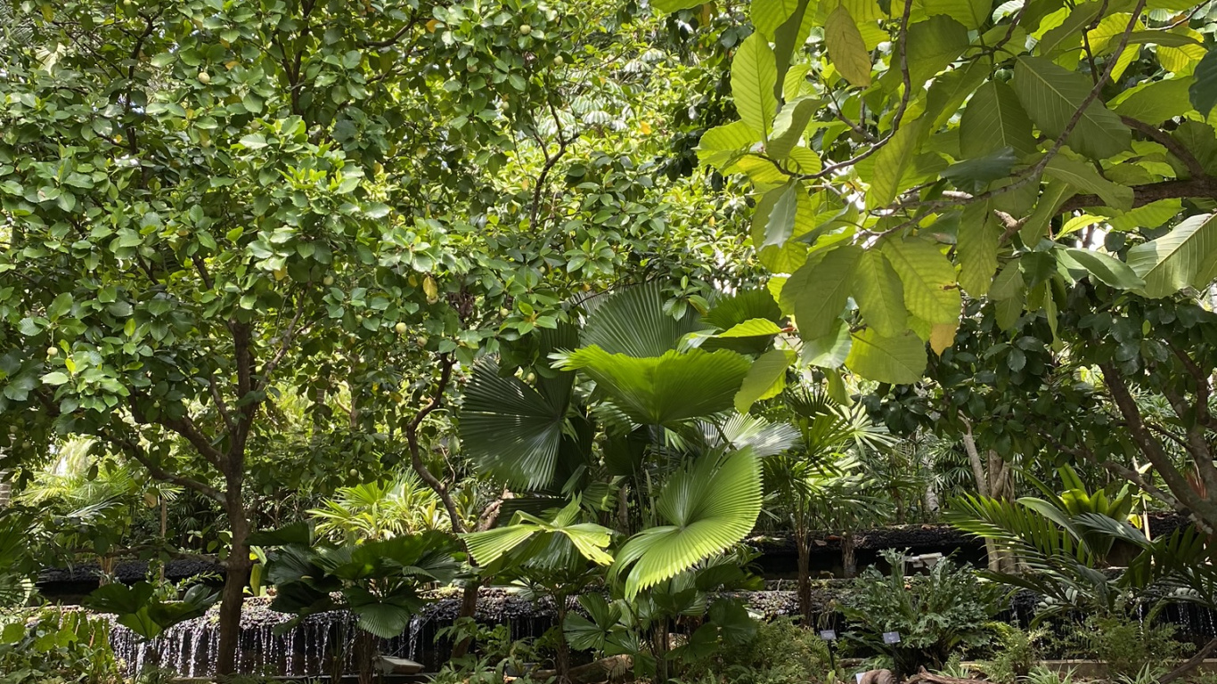 Wasser, Auwald, Vegetation, Sumpf, Blatt. Wallpaper in 1366x768 Resolution