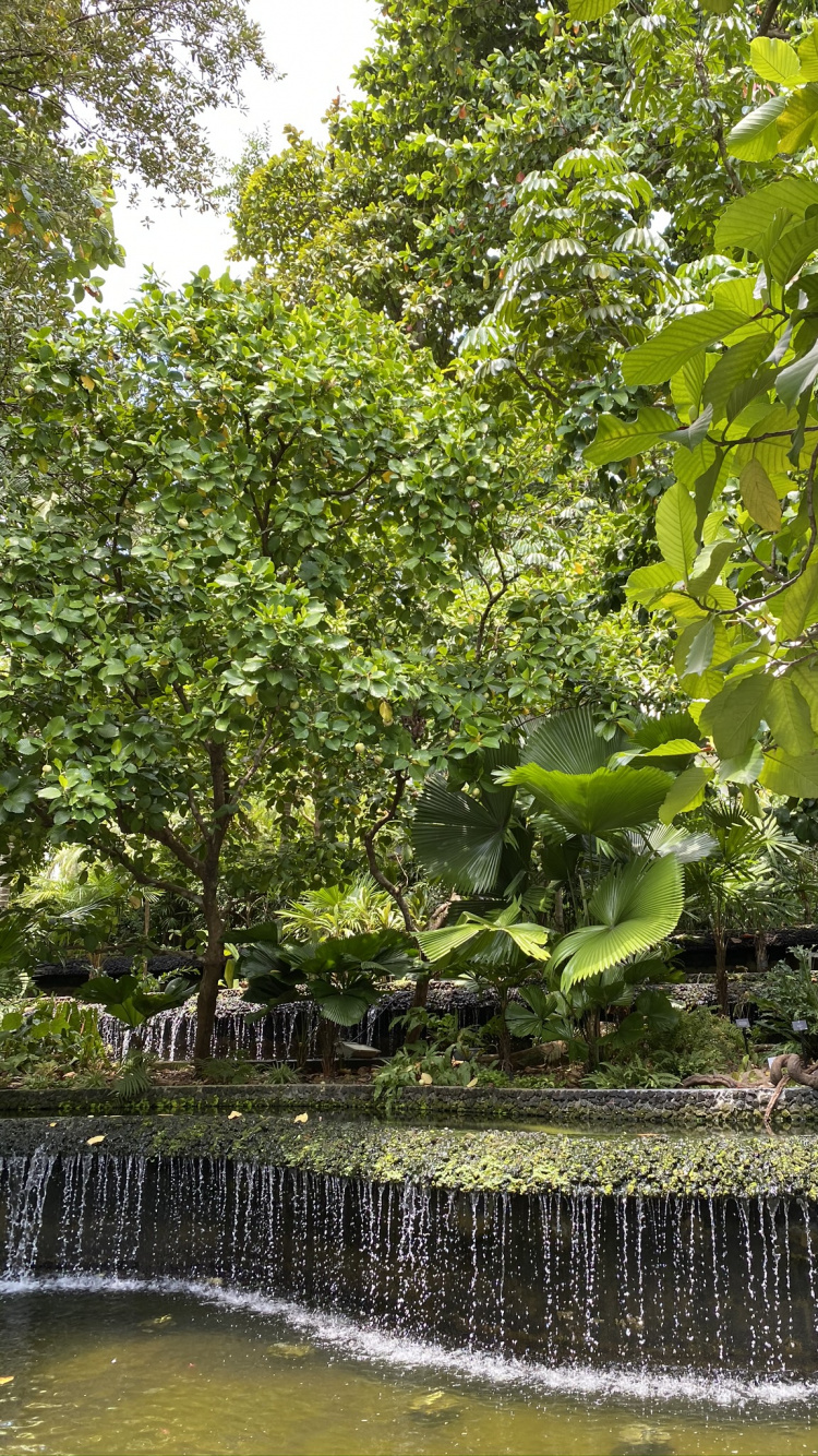 Wasser, Auwald, Vegetation, Sumpf, Blatt. Wallpaper in 750x1334 Resolution