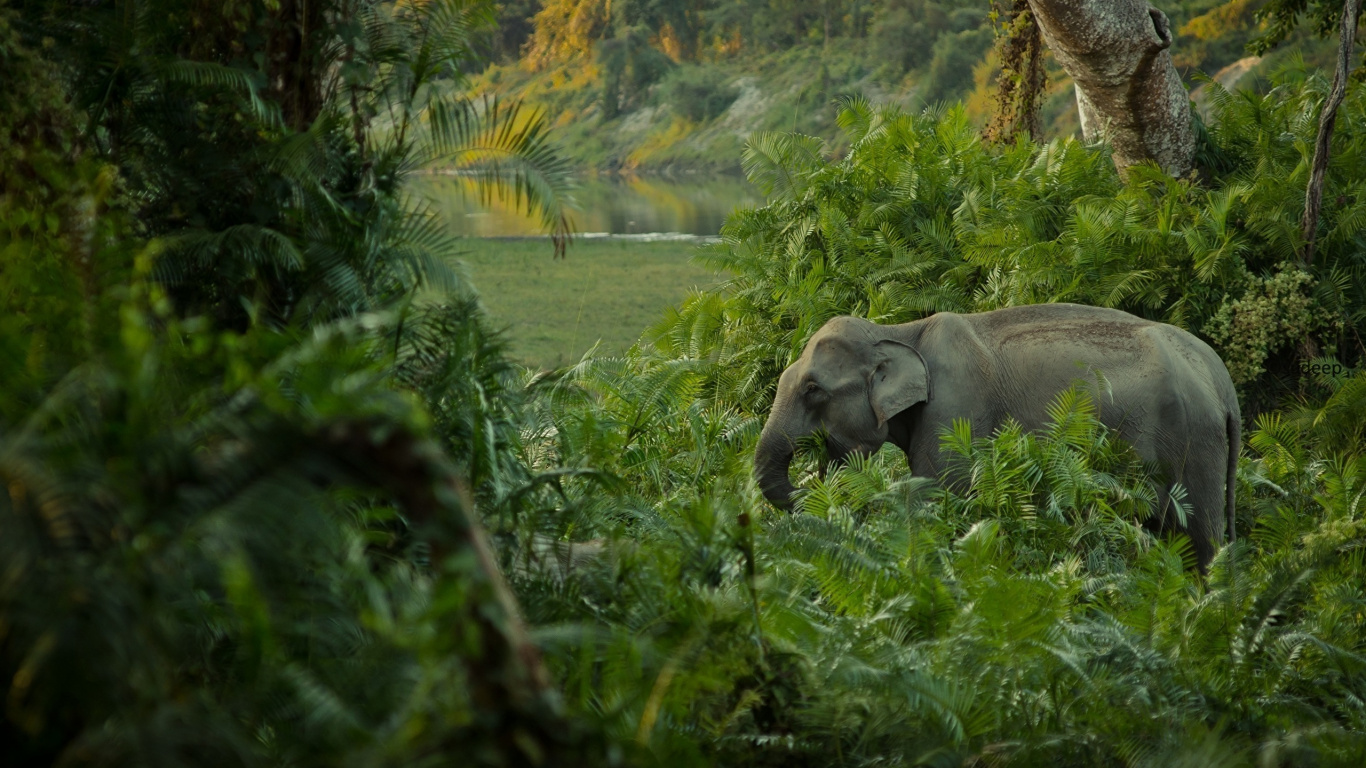 非洲森林中的大象, 野生动物, 自然保护区, 丛林, 植被 壁纸 1366x768 允许