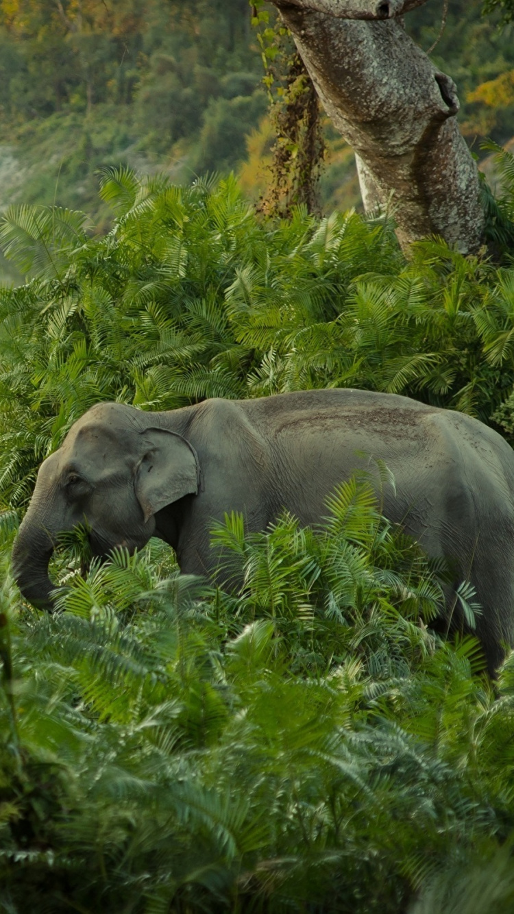 Elephant Eating Grass During Daytime. Wallpaper in 750x1334 Resolution