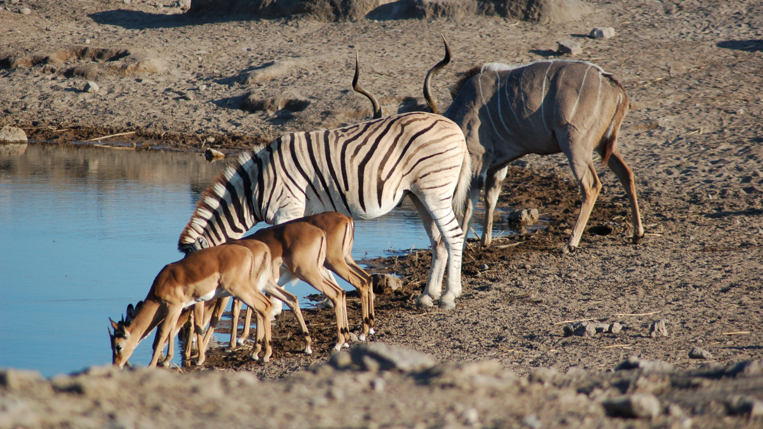 Tres Caballos Marrones y Blancos Sobre Arena Marrón Cerca Del Cuerpo de Agua Durante el Día. Wallpaper in 2560x1440 Resolution