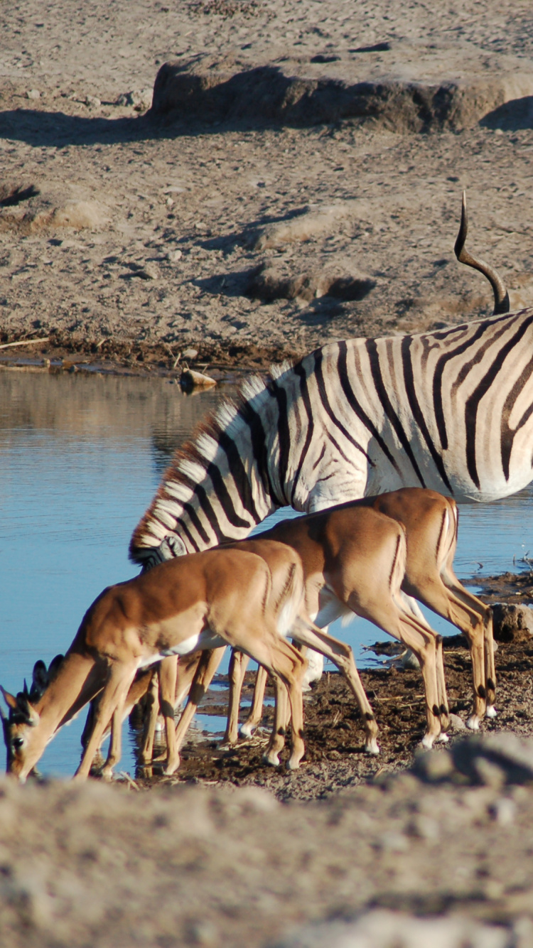 Three Brown and White Horses on Brown Sand Near Body of Water During Daytime. Wallpaper in 750x1334 Resolution