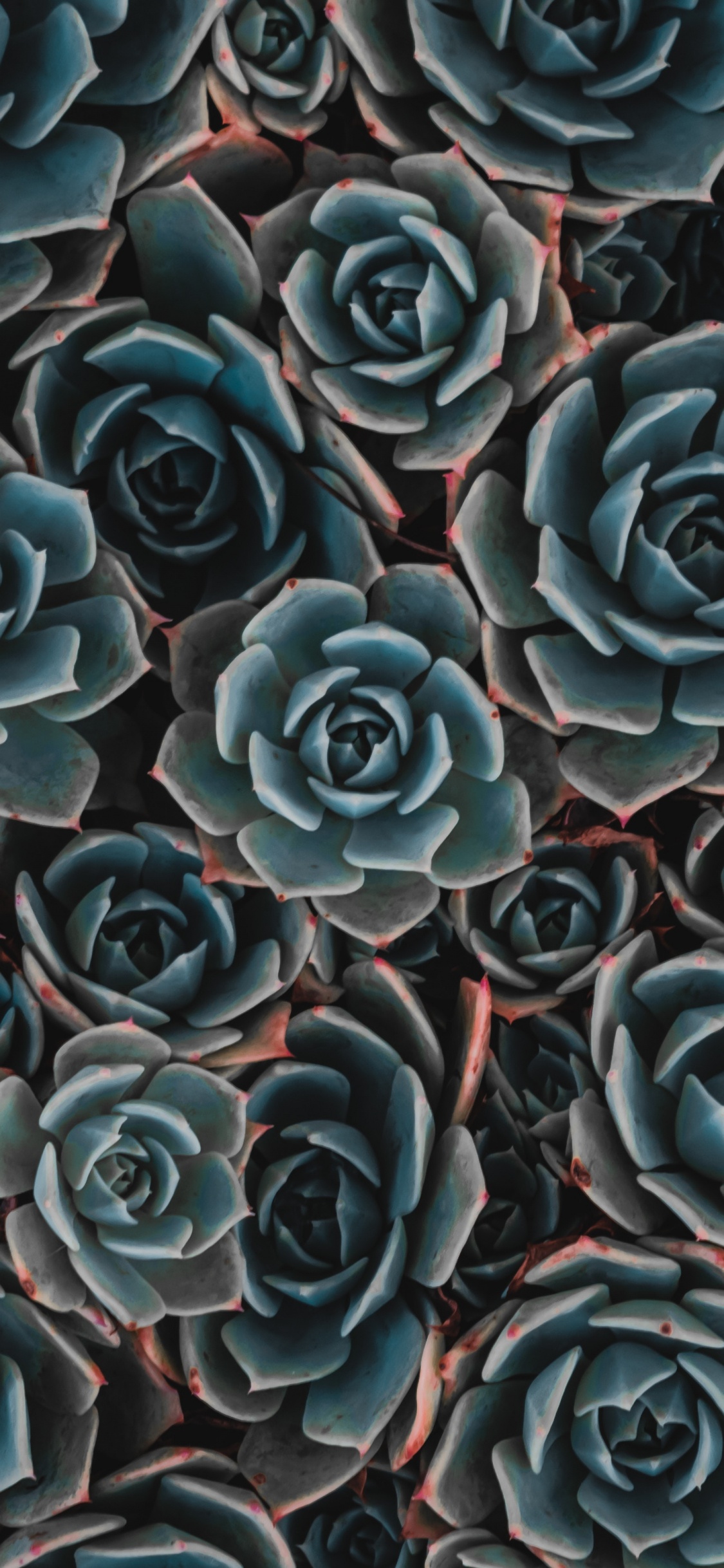 Blaue Und Schwarze Blütenblätter. Wallpaper in 1125x2436 Resolution