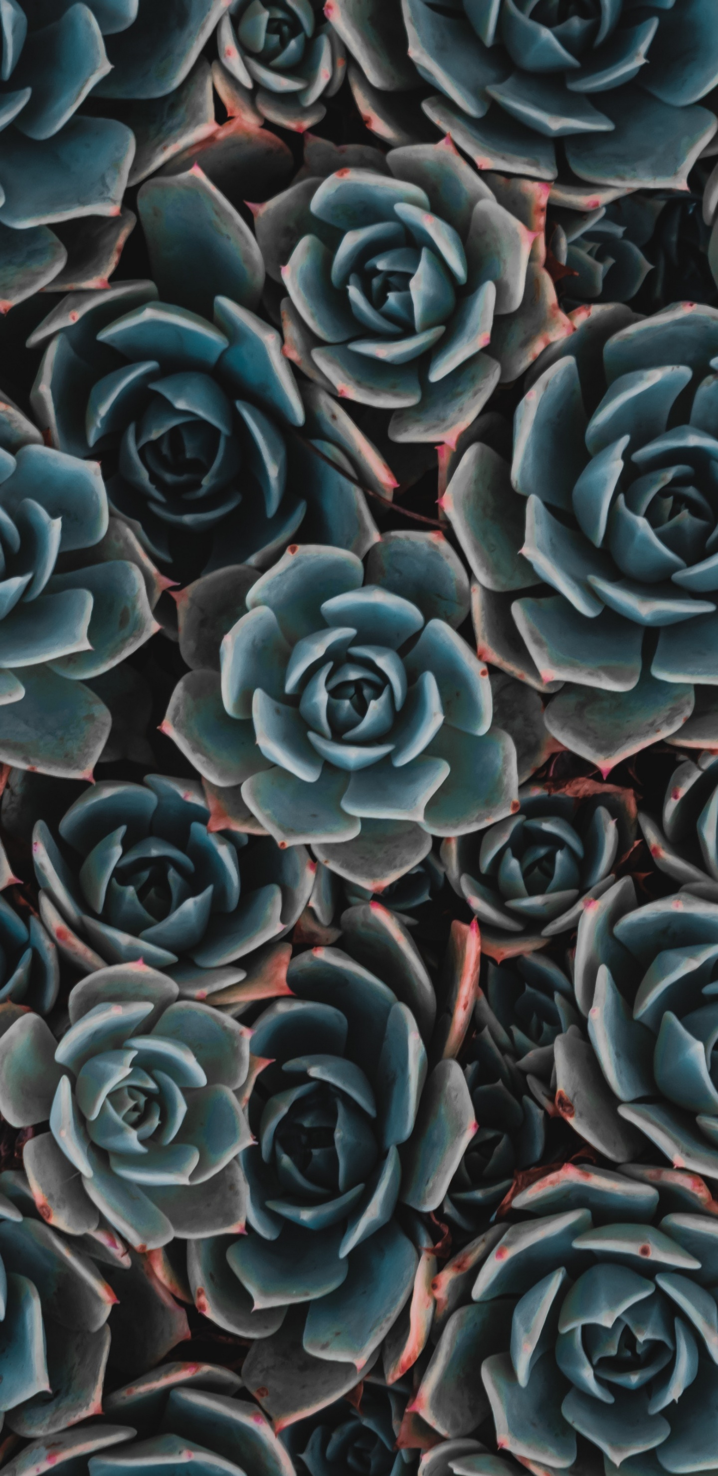 Blaue Und Schwarze Blütenblätter. Wallpaper in 1440x2960 Resolution