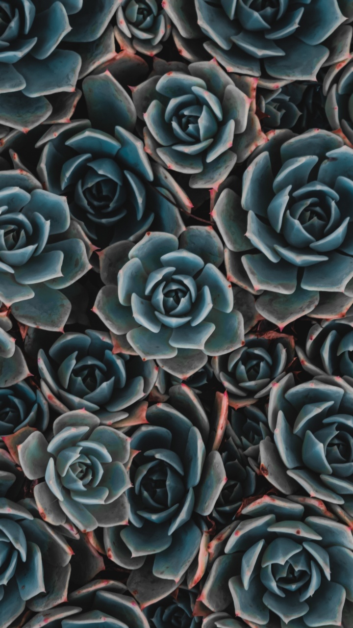 Blaue Und Schwarze Blütenblätter. Wallpaper in 720x1280 Resolution