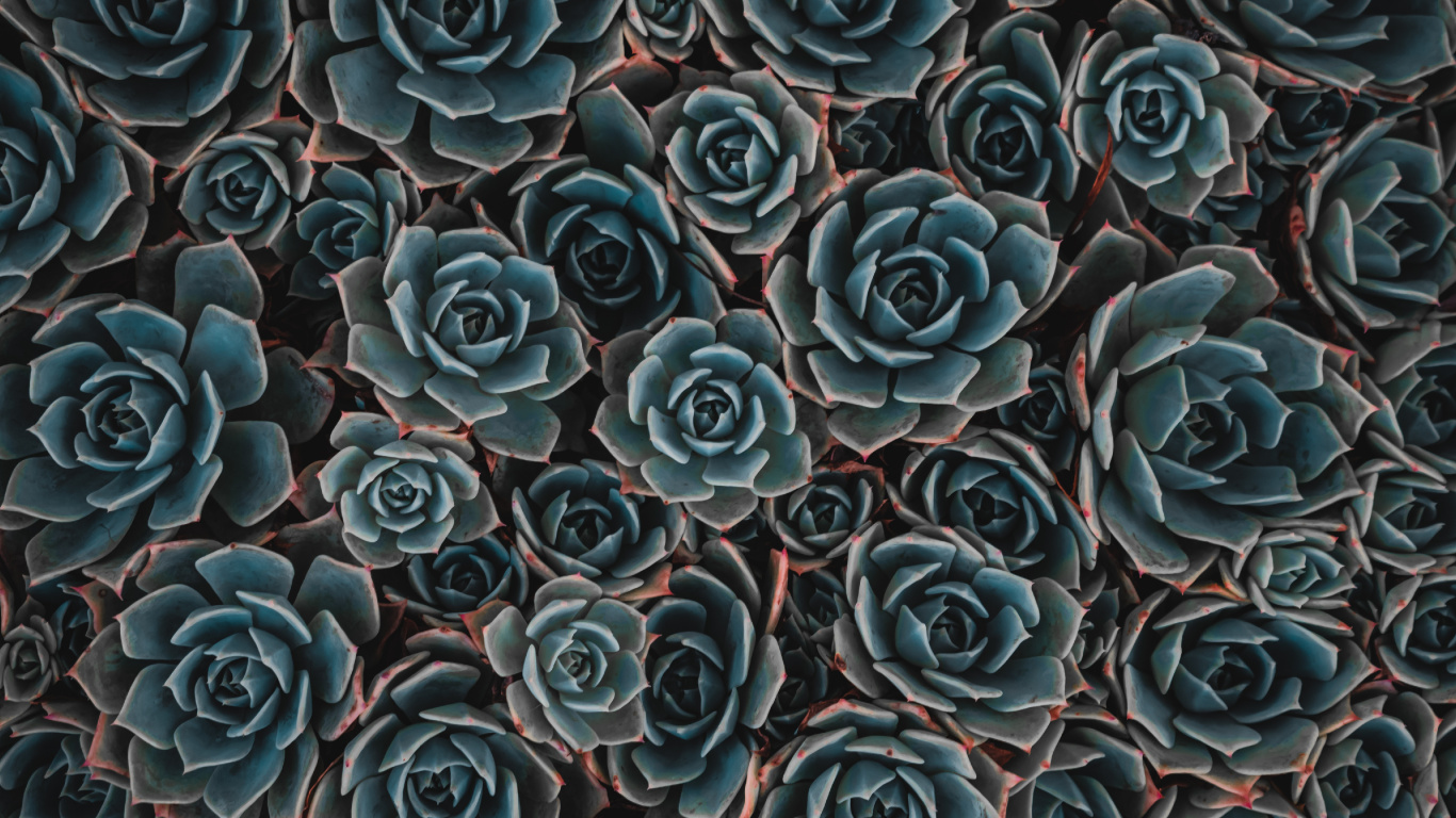 Blue and Black Flower Petals. Wallpaper in 1366x768 Resolution