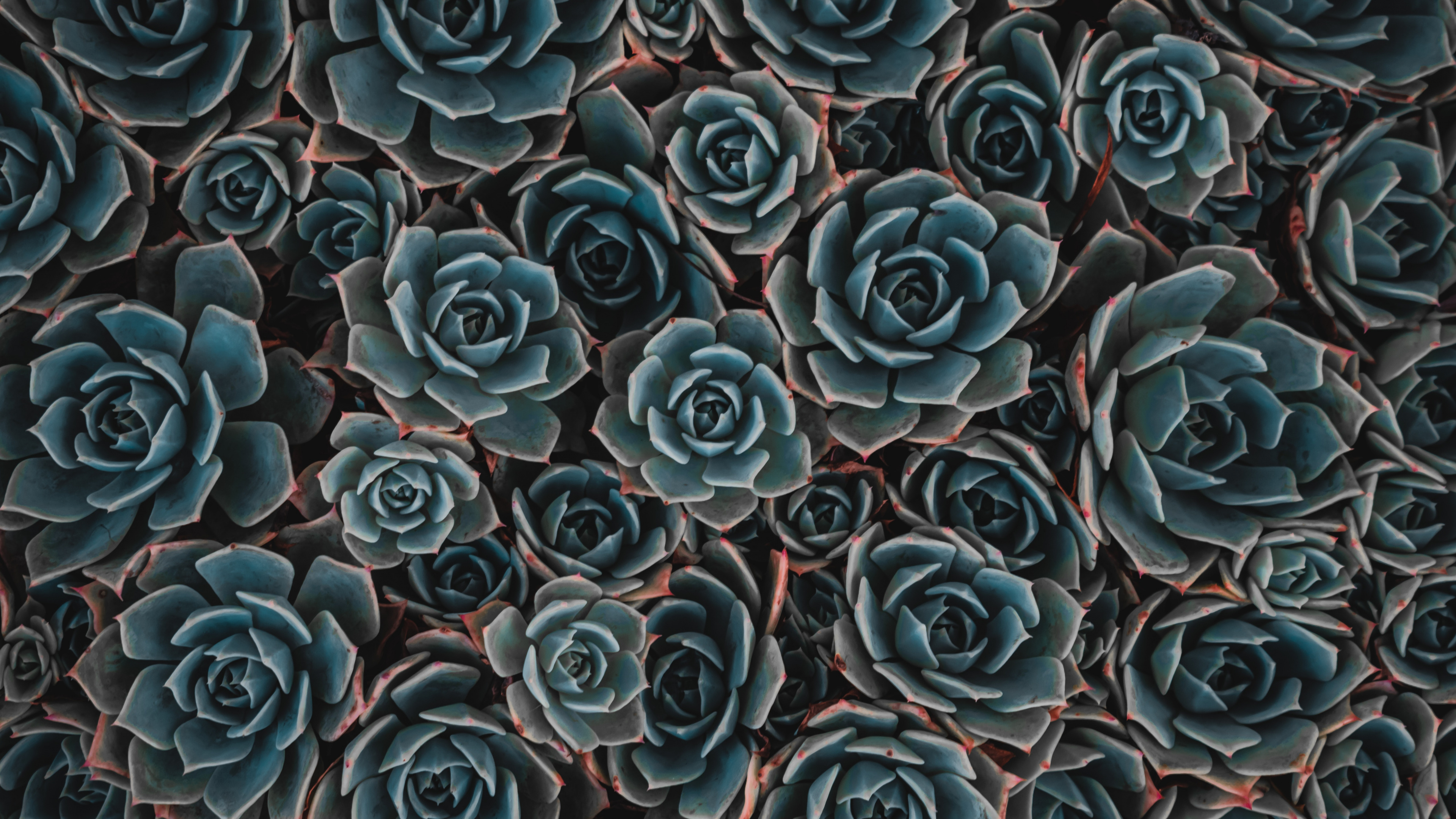 Blue and Black Flower Petals. Wallpaper in 3840x2160 Resolution
