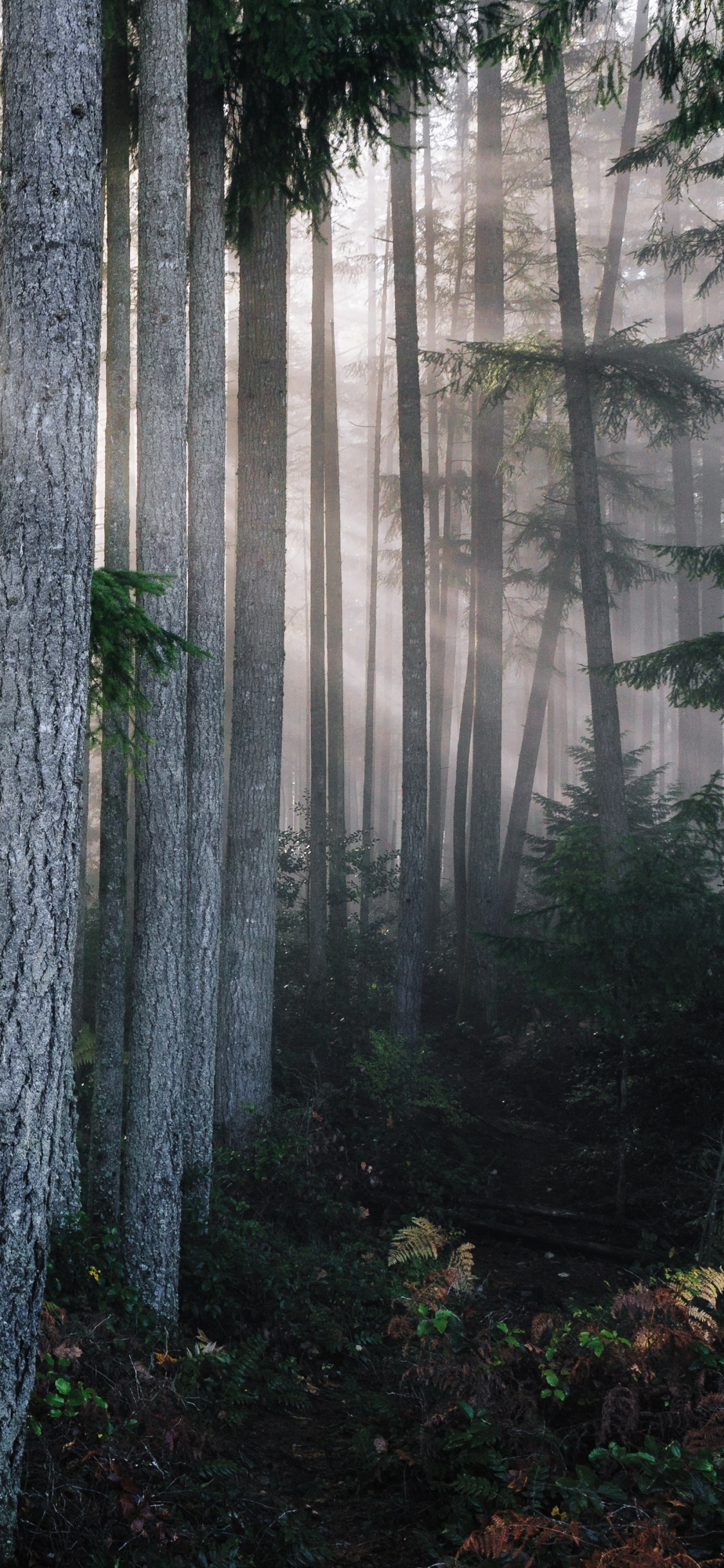 Green Plants and Trees During Daytime. Wallpaper in 1125x2436 Resolution