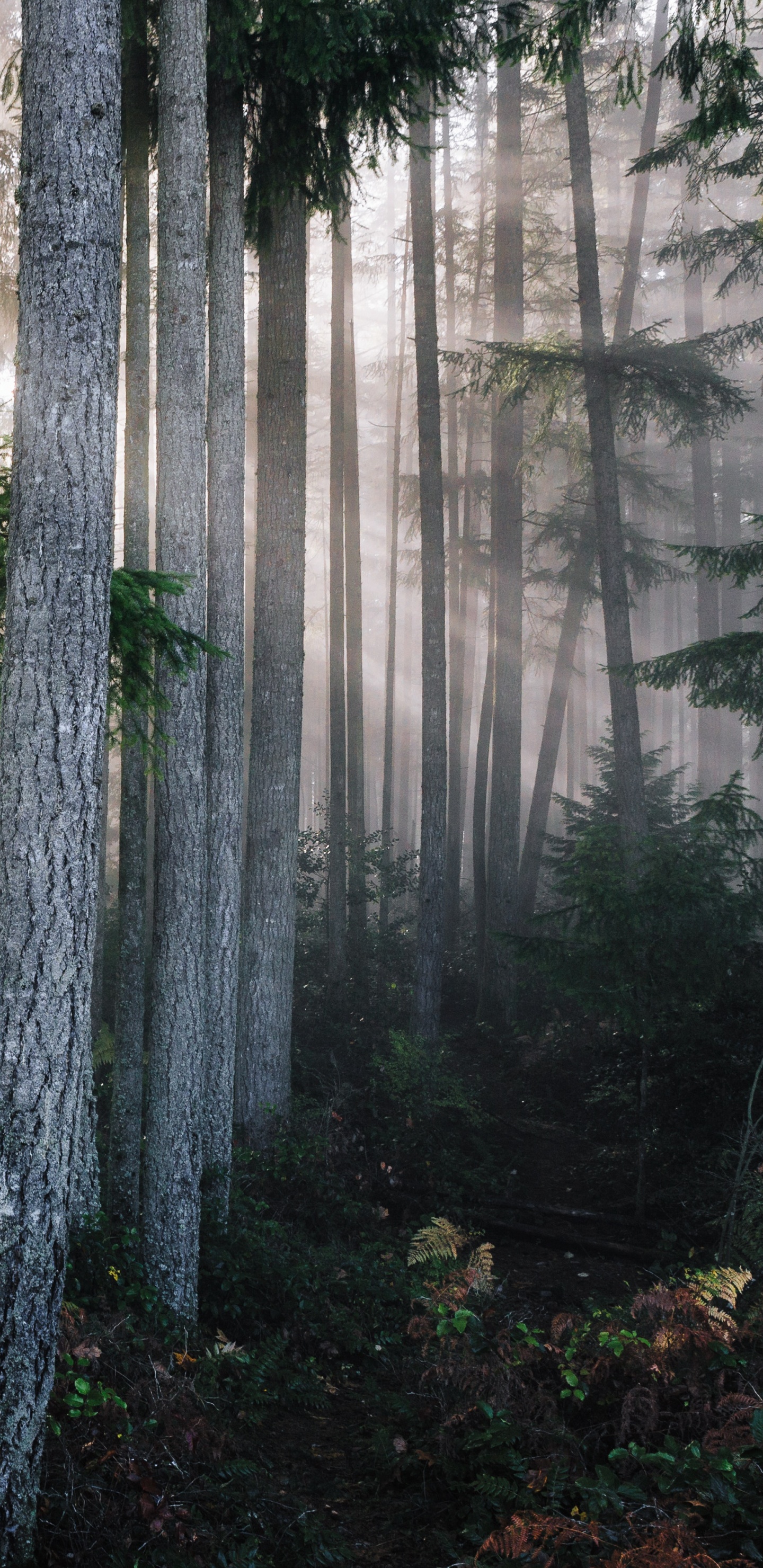 Green Plants and Trees During Daytime. Wallpaper in 1440x2960 Resolution