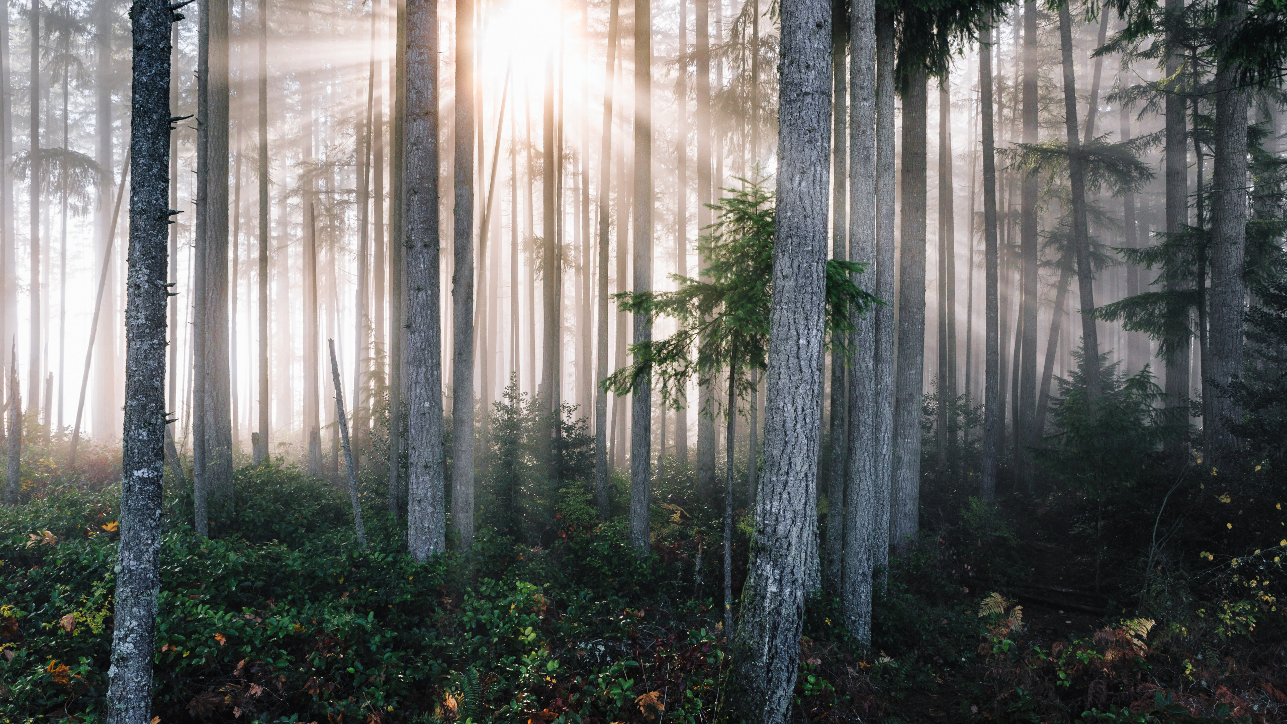 Green Plants and Trees During Daytime. Wallpaper in 2560x1440 Resolution