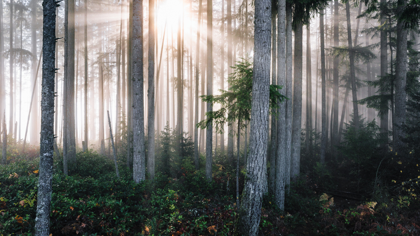森林, 性质, 植被, 自然保护区, 温带针叶林 壁纸 1366x768 允许