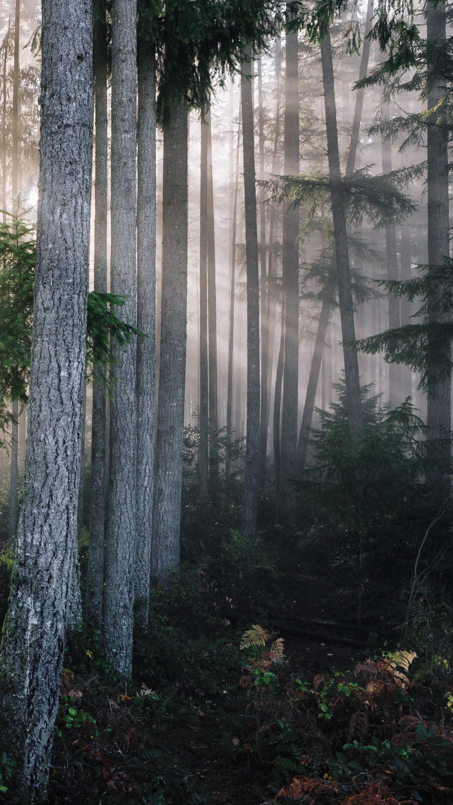 森林, 性质, 植被, 自然保护区, 温带针叶林 壁纸 1440x2560 允许