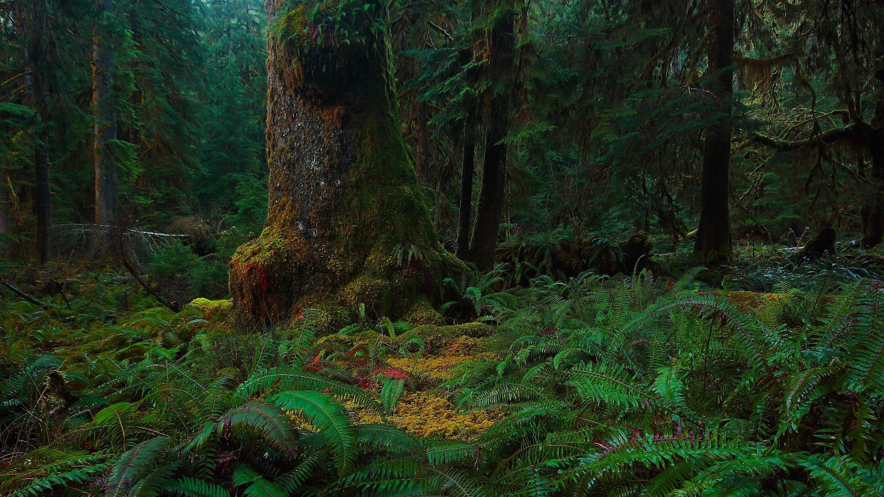 Green Plants and Trees During Daytime. Wallpaper in 1280x720 Resolution