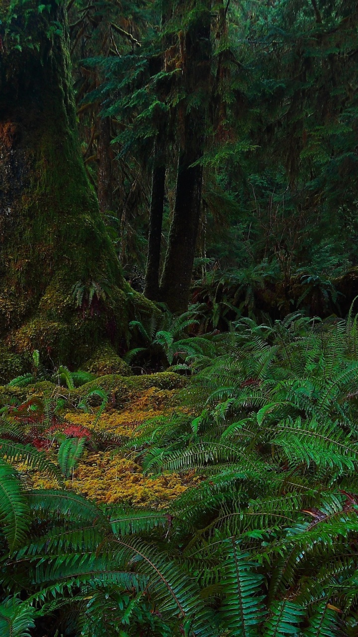 Green Plants and Trees During Daytime. Wallpaper in 720x1280 Resolution
