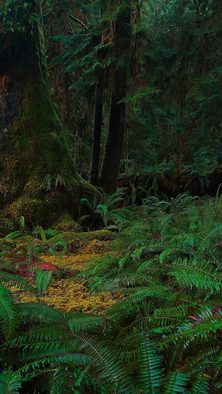 Green Plants and Trees During Daytime. Wallpaper in 750x1334 Resolution