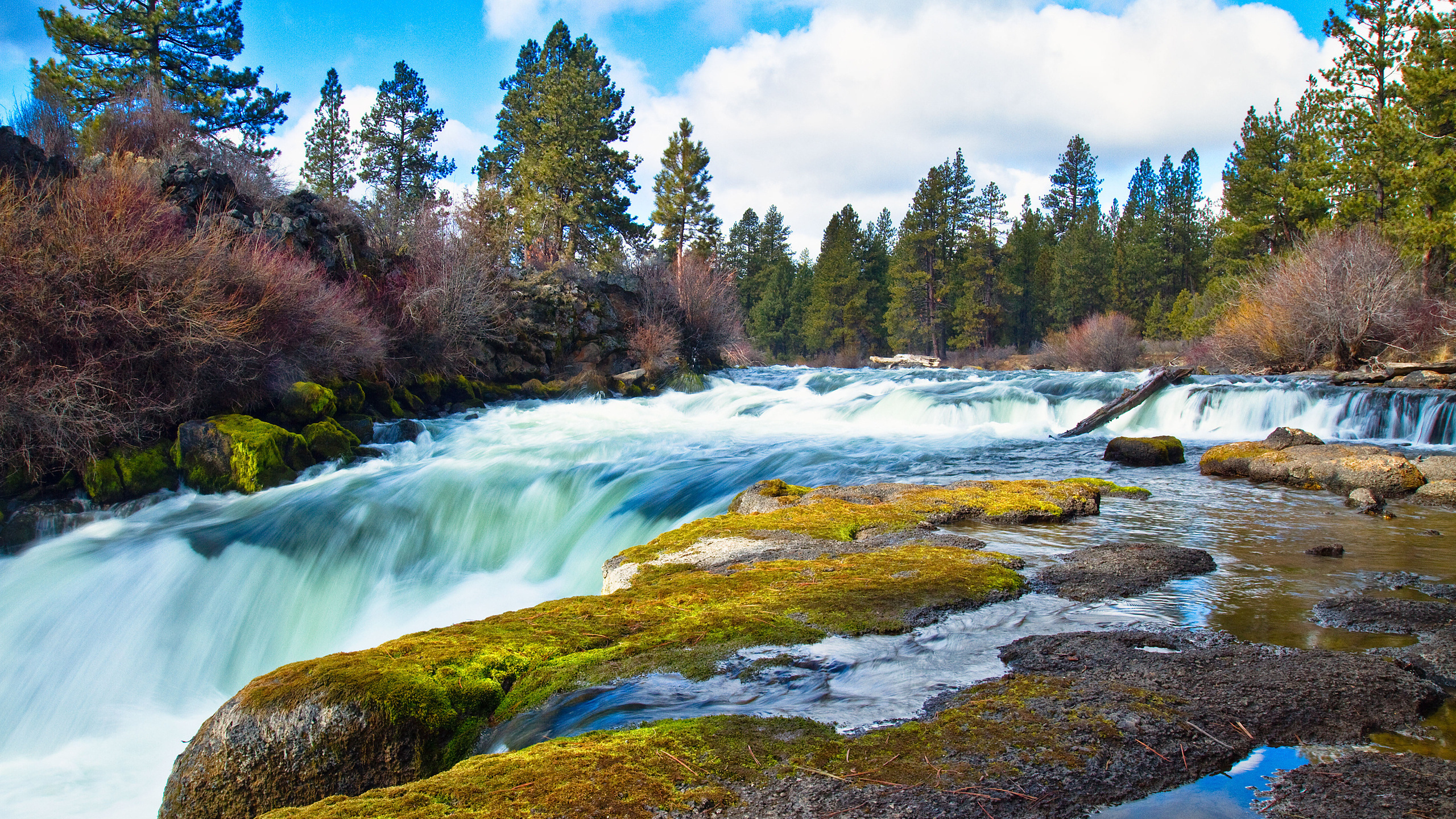 Green Trees Beside River During Daytime. Wallpaper in 2560x1440 Resolution