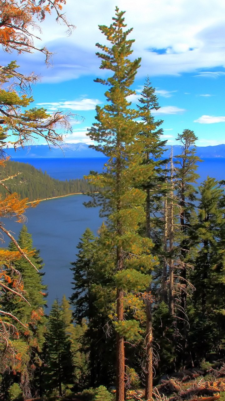 Green Trees Near Lake Under Blue Sky During Daytime. Wallpaper in 720x1280 Resolution