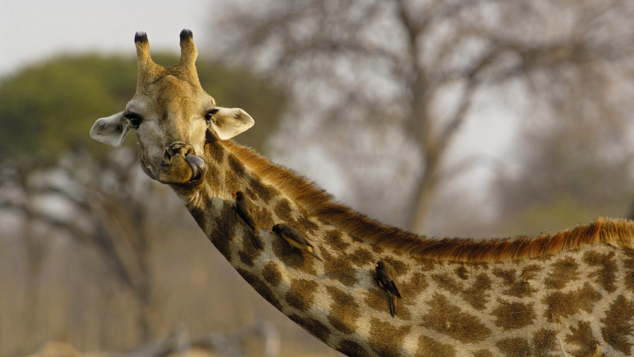 Braune Giraffe in Nahaufnahmen In. Wallpaper in 1280x720 Resolution